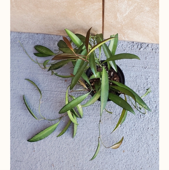 Hoya 'Wayetti' "B" | 3" Pot - Picture 5 of 5